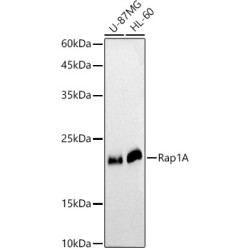 [KO Validated] Rap1A Rabbit pAb