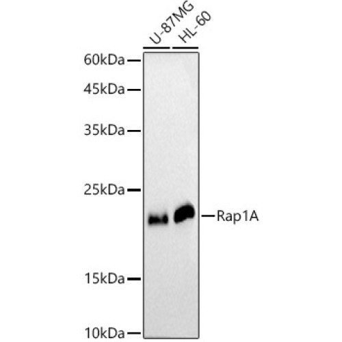 [KO Validated] Rap1A Rabbit pAb