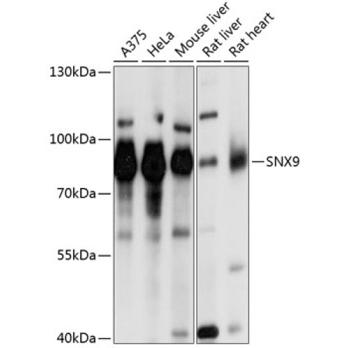 SNX9 Rabbit pAb