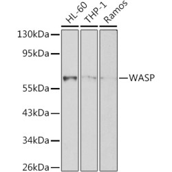 WASP Rabbit pAb
