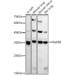 MyD88 Rabbit pAb