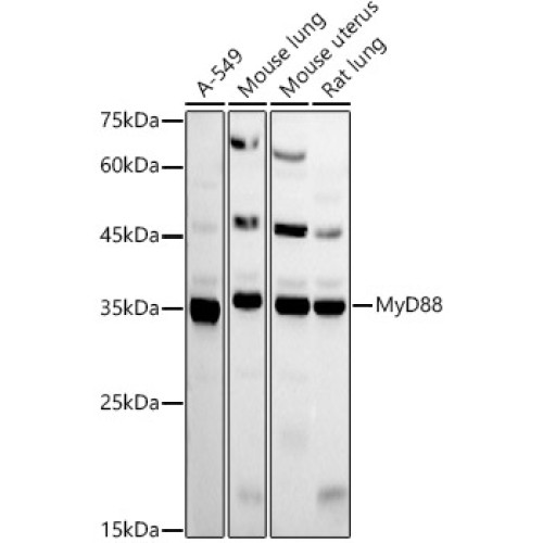 MyD88 Rabbit pAb