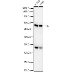 PI3 Kinase p110 beta Rabbit pAb
