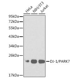 [KO Validated] DJ-1/PARK7 Rabbit pAb
