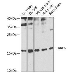 ARF6 Rabbit pAb