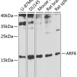 ARF6 Rabbit pAb