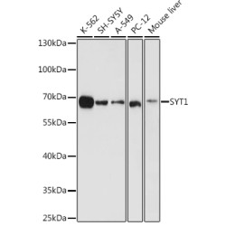 SYT1 Rabbit pAb