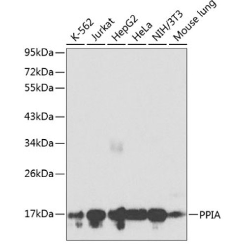 PPIA Rabbit pAb