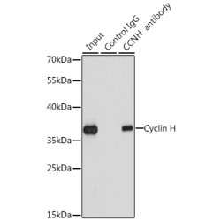 Cyclin H Rabbit pAb