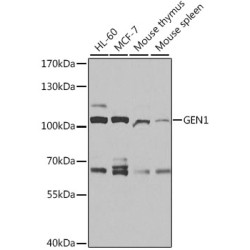 GEN1 Rabbit pAb