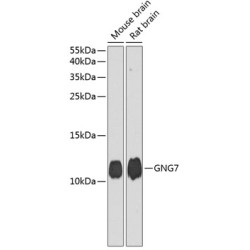 GNG7 Rabbit pAb