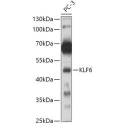KLF6 Rabbit pAb