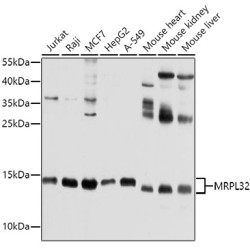 MRPL32 Rabbit pAb