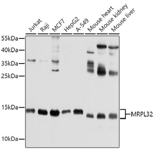 MRPL32 Rabbit pAb