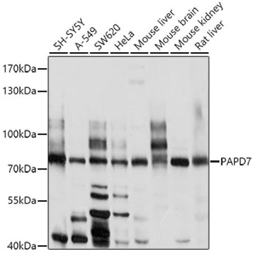 PAPD7 Rabbit pAb