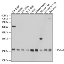 HPCAL1 Rabbit pAb