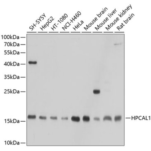 HPCAL1 Rabbit pAb
