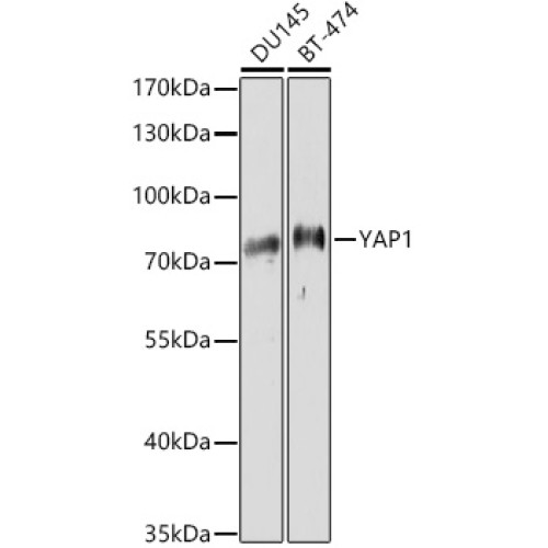 YAP1 Rabbit pAb