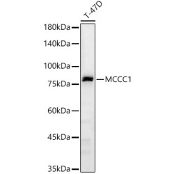 MCCC1 Rabbit pAb