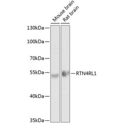 RTN4RL1 Rabbit pAb