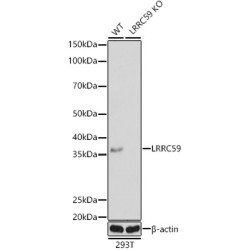 [KO Validated] LRRC59 Rabbit pAb