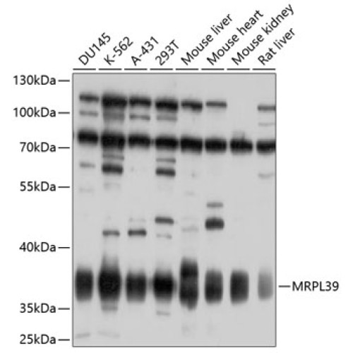MRPL39 Rabbit pAb