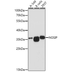 NOSIP Rabbit pAb