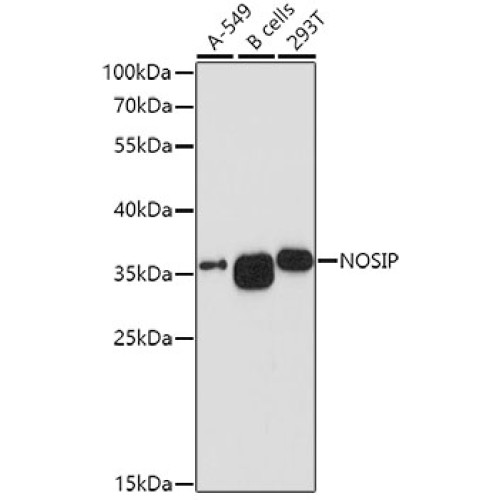 NOSIP Rabbit pAb
