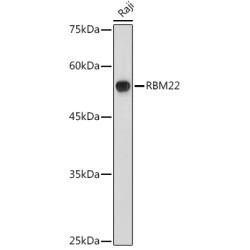 RBM22 Rabbit pAb