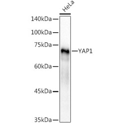 YAP1 Rabbit pAb