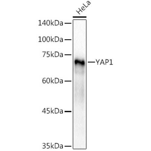 YAP1 Rabbit pAb