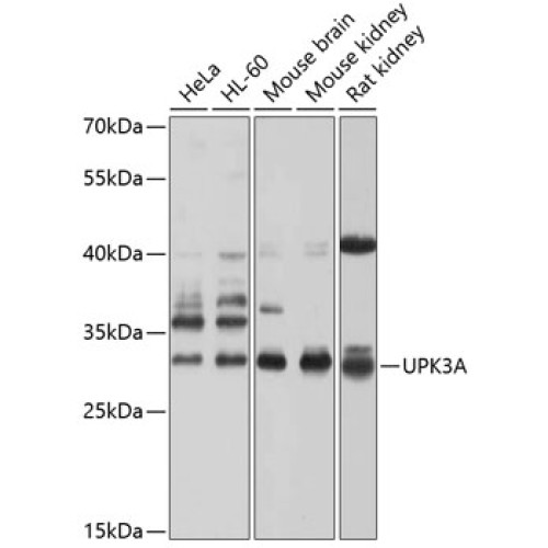 UPK3A Rabbit pAb