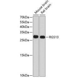 RGS13 Rabbit pAb