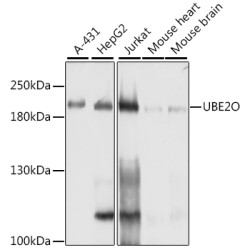 [KO Validated] UBE2O Rabbit pAb