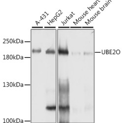 [KO Validated] UBE2O Rabbit pAb