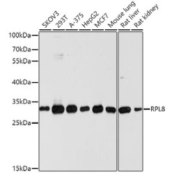 RPL8 Rabbit pAb
