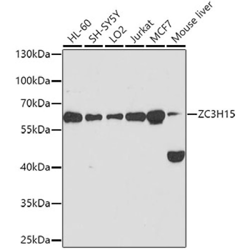 ZC3H15 Rabbit pAb