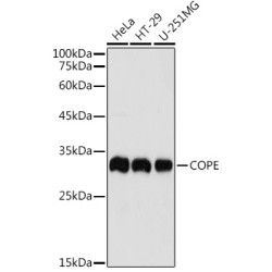 COPE Rabbit pAb