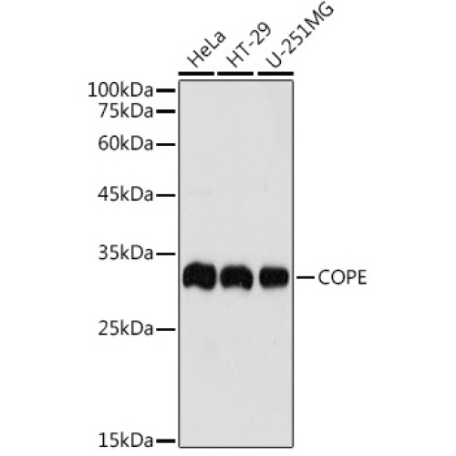 COPE Rabbit pAb