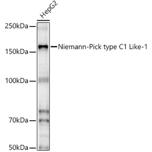 Niemann-Pick type C1 Like-1 Rabbit pAb