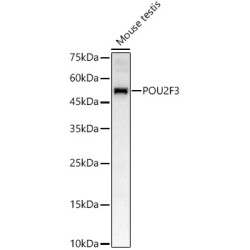 POU2F3 Rabbit pAb