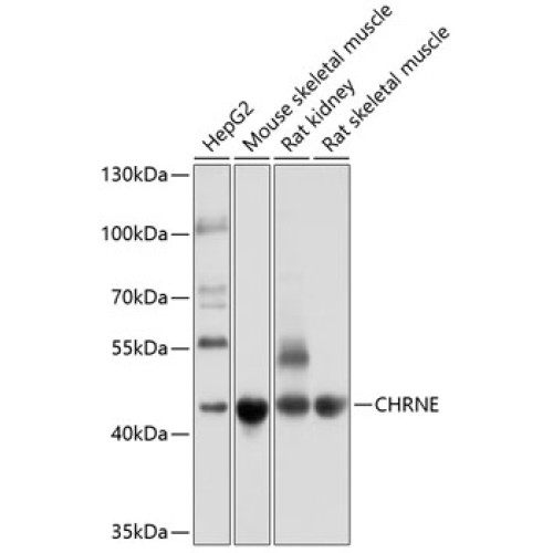 CHRNE Rabbit pAb