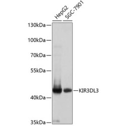 KIR3DL3 Rabbit pAb