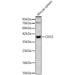 CD53 Rabbit pAb