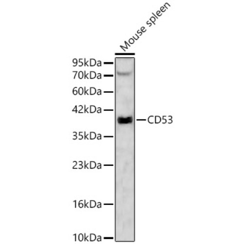 CD53 Rabbit pAb