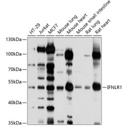 IFNLR1 Rabbit pAb