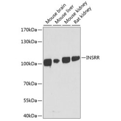INSRR Rabbit pAb