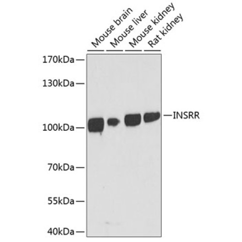 INSRR Rabbit pAb