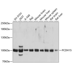 PCDH15 Rabbit pAb