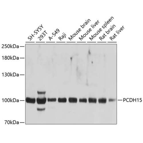 PCDH15 Rabbit pAb